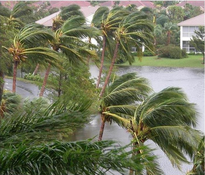 Palm trees swaying in storm; rain; houses in background